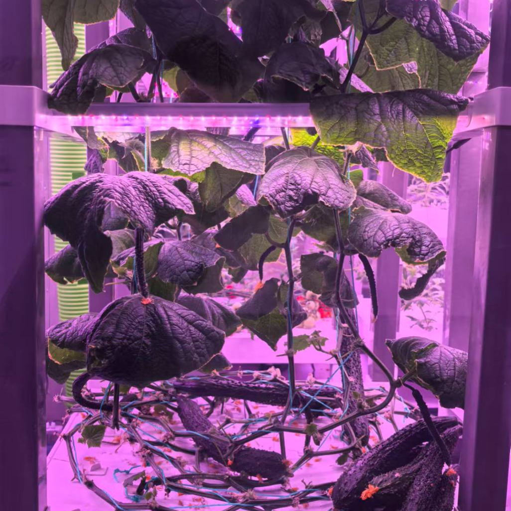 nt China Hydrokultur Grow Box  - Home Automation Systems Diy incelemesi ve fiyatı